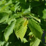 Euroopanvalkopyökki