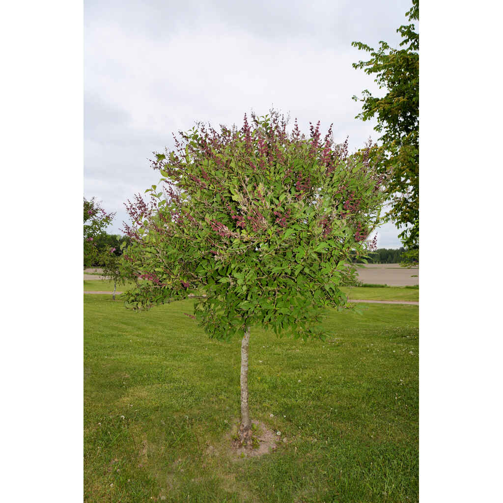 Puistosyreeni 'Julia' rungollinen