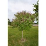 Puistosyreeni Julia rungollinen