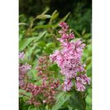 Isabellansyreeni MacFarlane rungollinen