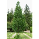 Kartiojalava Exoniensis