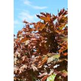 Metsävaahtera Crimson Sentry