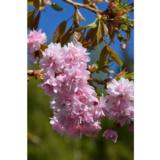 Japaninkirsikka Kiku-Shidare