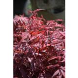 Verijapaninvaahtera Shaina