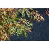 Koreanvaahtera Ice Dragon®