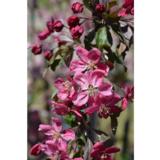 Riippaomenapuu Ruby Tears™