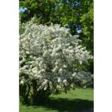 Marjaomenapensas rungollinen