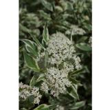 Valkokirjokanukka Elegantissima, astiakoko 3L