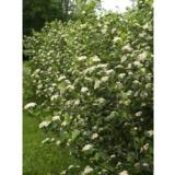 Marja-aronia Viking, astiakoko 7,5L