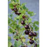 Vuoristokarviainen Houghton, astiakoko 3L