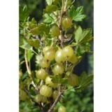 Karviainen Invicta rungollinen