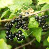 Mustaherukka Öjebyn FinE, astiakoko 3L