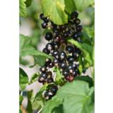 Mustaherukka Mortti FinE 3kpl/pkt