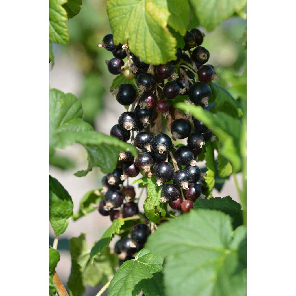 Mustaherukka 'Mortti'