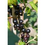 Mustaherukka Mikael FinE 3kpl/pkt