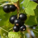 Mustaherukka Big Ben, astiakoko 3L