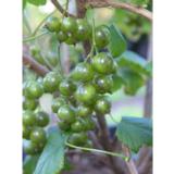 Viherherukka Vilma rungollinen