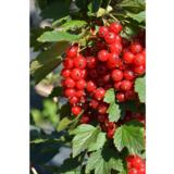 Punaherukka Katri FinE, astiakoko 3L