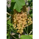 Valkoherukka Piikkiön Helmi rungollinen