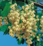 Valkoherukka Lepaan Valkea FinE, astiakoko 3L