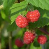 Vadelma Borgund, astiakoko 2L