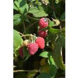 Vadelma Stiora, astiakoko 2L