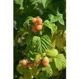 Keltavadelma Fallgold, astiakoko 2L