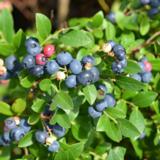 Tarhapensasmustikka Aino FinE, astiakoko 2L