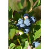 Pensasmustikka Patriot, astiakoko 2L