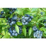 Tarhapensasmustikka Saani FinE, astiakoko 2L