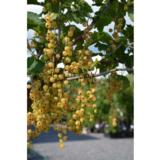 Valkoherukka Valkoinen Hollantilainen rungollinen