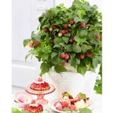 Vadelma Yummy, astiakoko 2L