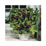 Karhunvatukka Little Black Prince, astiakoko 2L