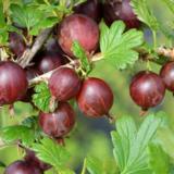 Karviainen Lepaan Punainen FinE rungollinen