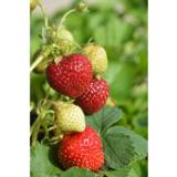 Mansikka Polka 10 kpl