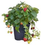 Perhemansikka, astiakoko 3L