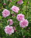 Tornionlaaksoruusu Tornedal, astiakoko 3L