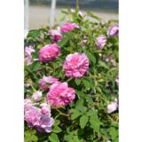 Kesädamaskonruusu Tähtitorninkatu, astiakoko 3L