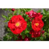 Puistoruusu Adelaide Hoodless, astiakoko 3L