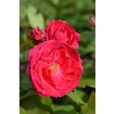 Ruusu Alexander Mackenzie, astiakoko 3L