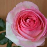 Ruusu Eden Rose 85, astiakoko 3L