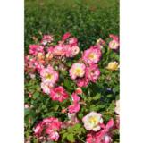 Ruusu Campfire, astiakoko 3L