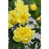 Viljaminkeltaruusu William's Double Yellow FinE, astiakoko 3L