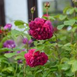 Ruusu Skeda, astiakoko 3L