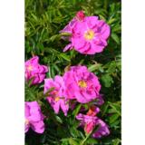 Keijunruusu Dart's Defender, astiakoko 3L