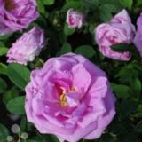 Tarhakurtturuusu Wasagaming, astiakoko 3L