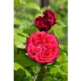 Ruusu Auslo, astiakoko 3,5L