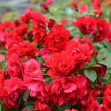 Ruusu Hansaland, astiakoko 3,5L