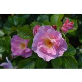 Puistoruusu Pink Robusta, astiakoko 3,5L