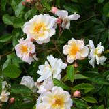 Köynnösruusu Lykkefund, astiakoko 3,5L